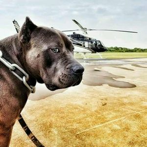 Meet your Posher, Antonio